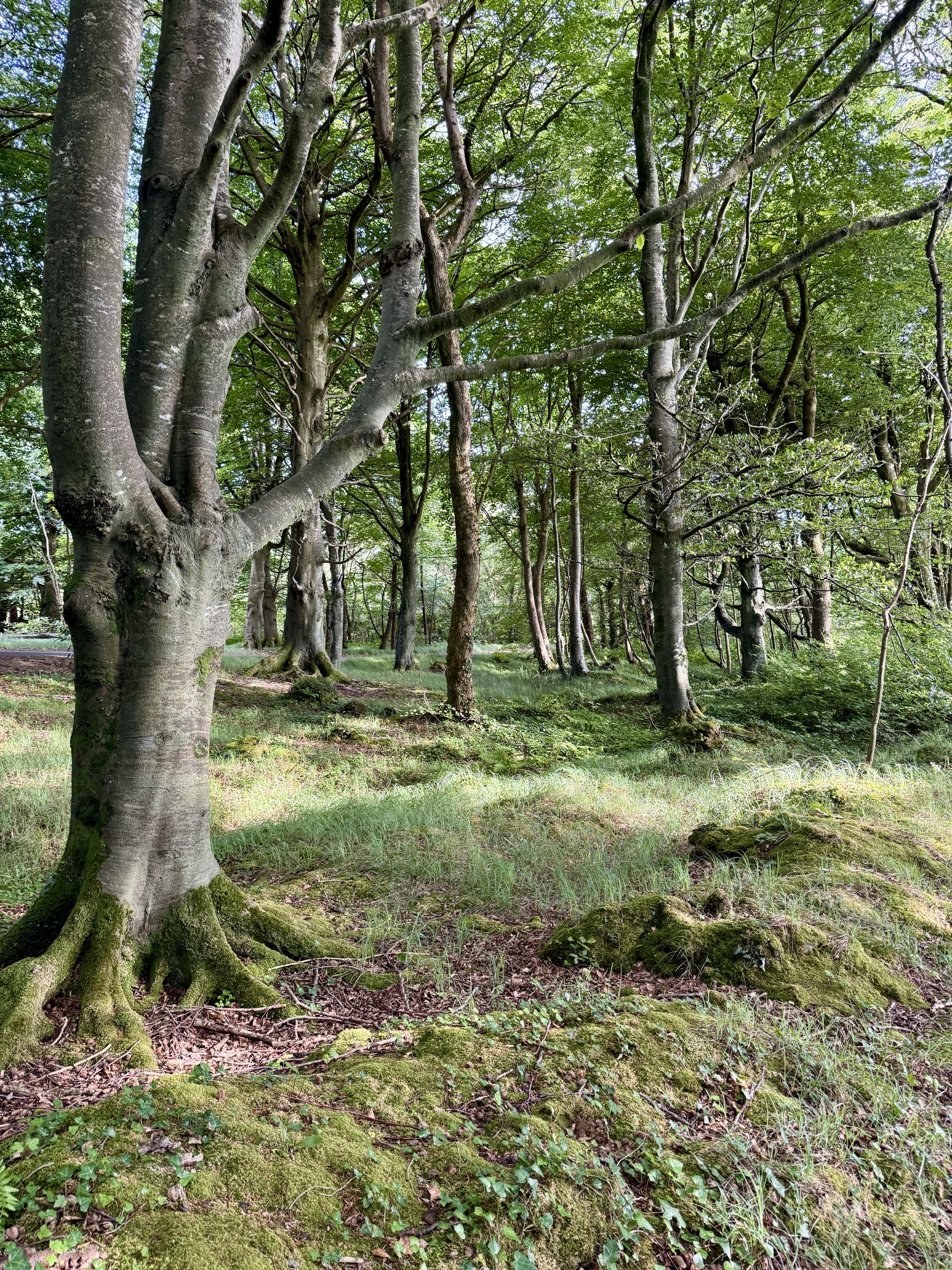 Beech woodland with mossy stones behind the house
