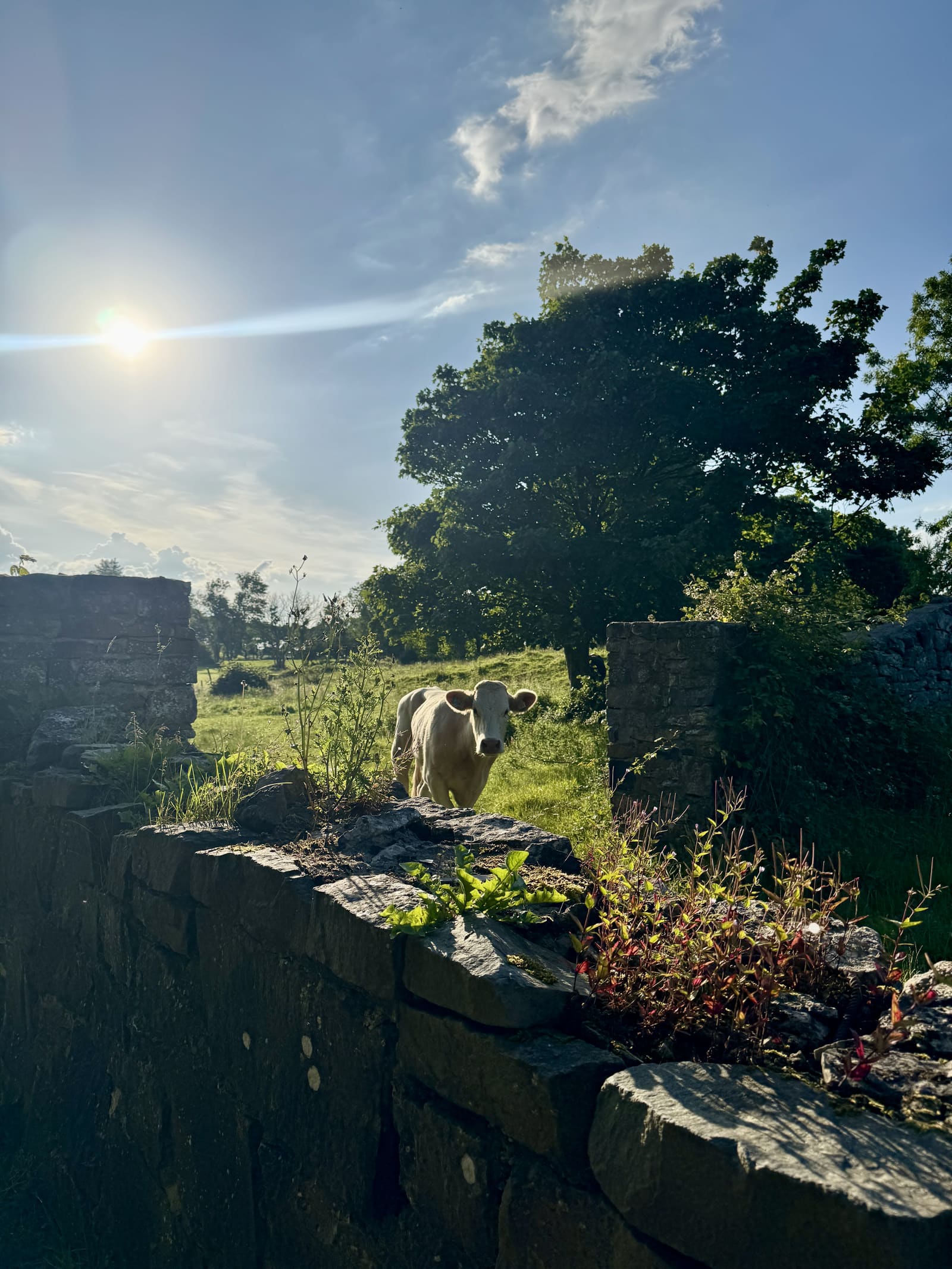 Cow grazing by a stone wall on the Cavangarden grounds