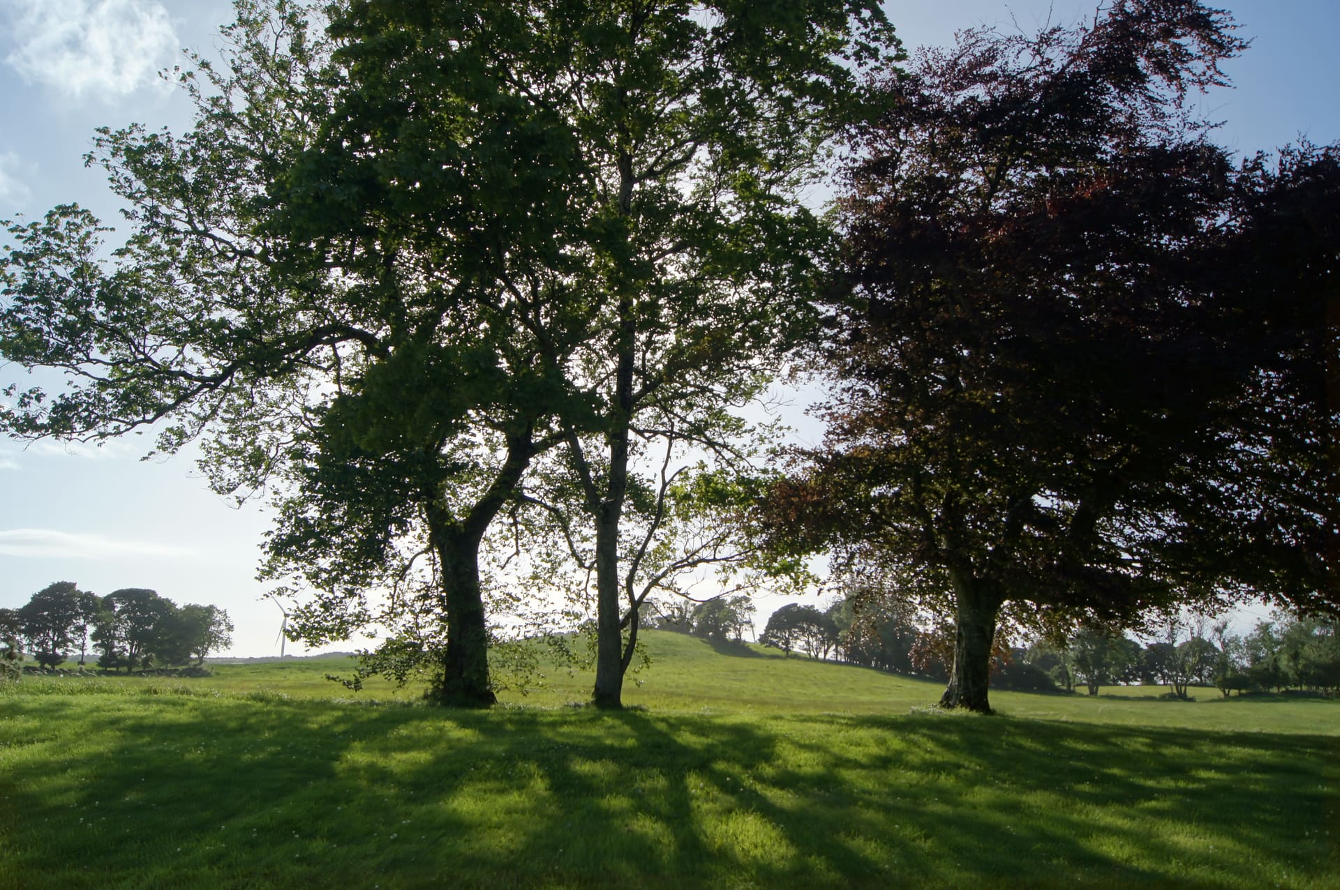 Sunlight through trees on the grounds, late afternoon