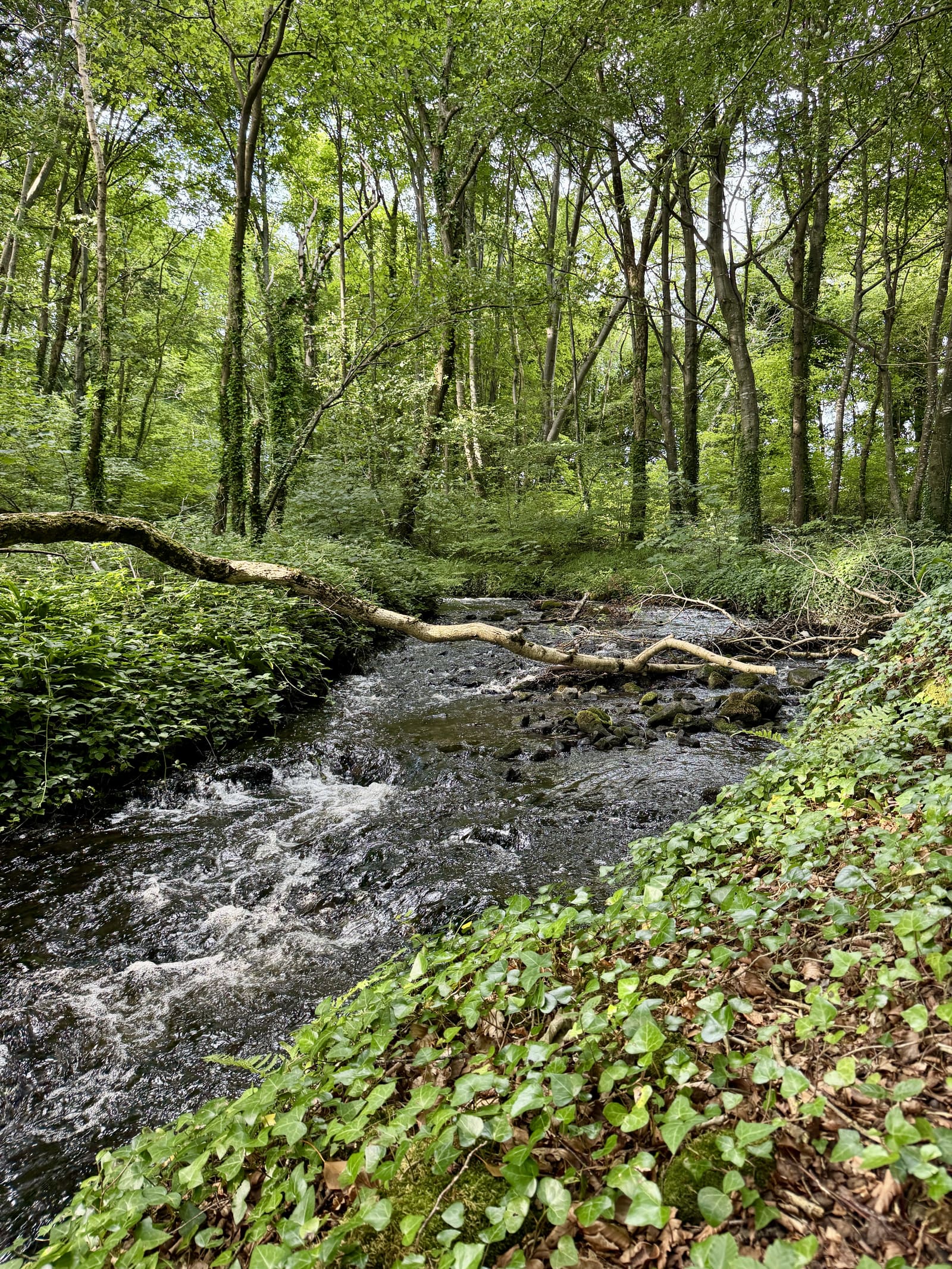 Woodland stream flowing toward the River Erne near Cavangarden House